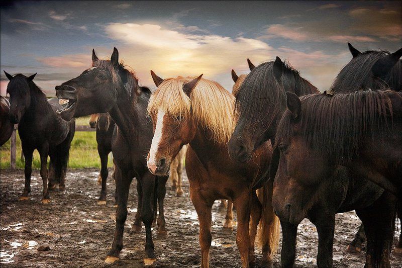 Всем грустно, а ему смешно... фото превью