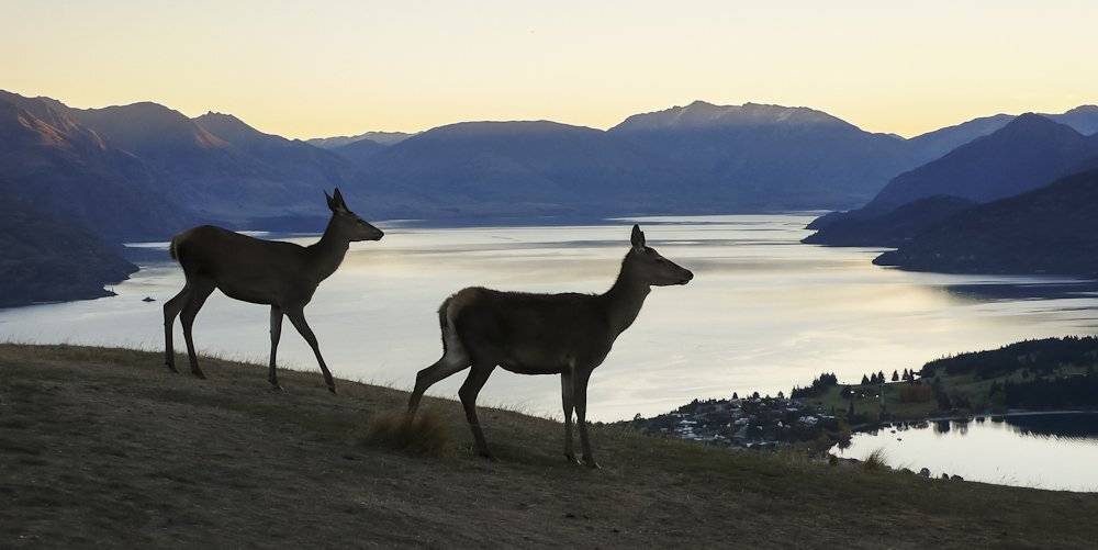 , Надежда Звягина / New Zealand