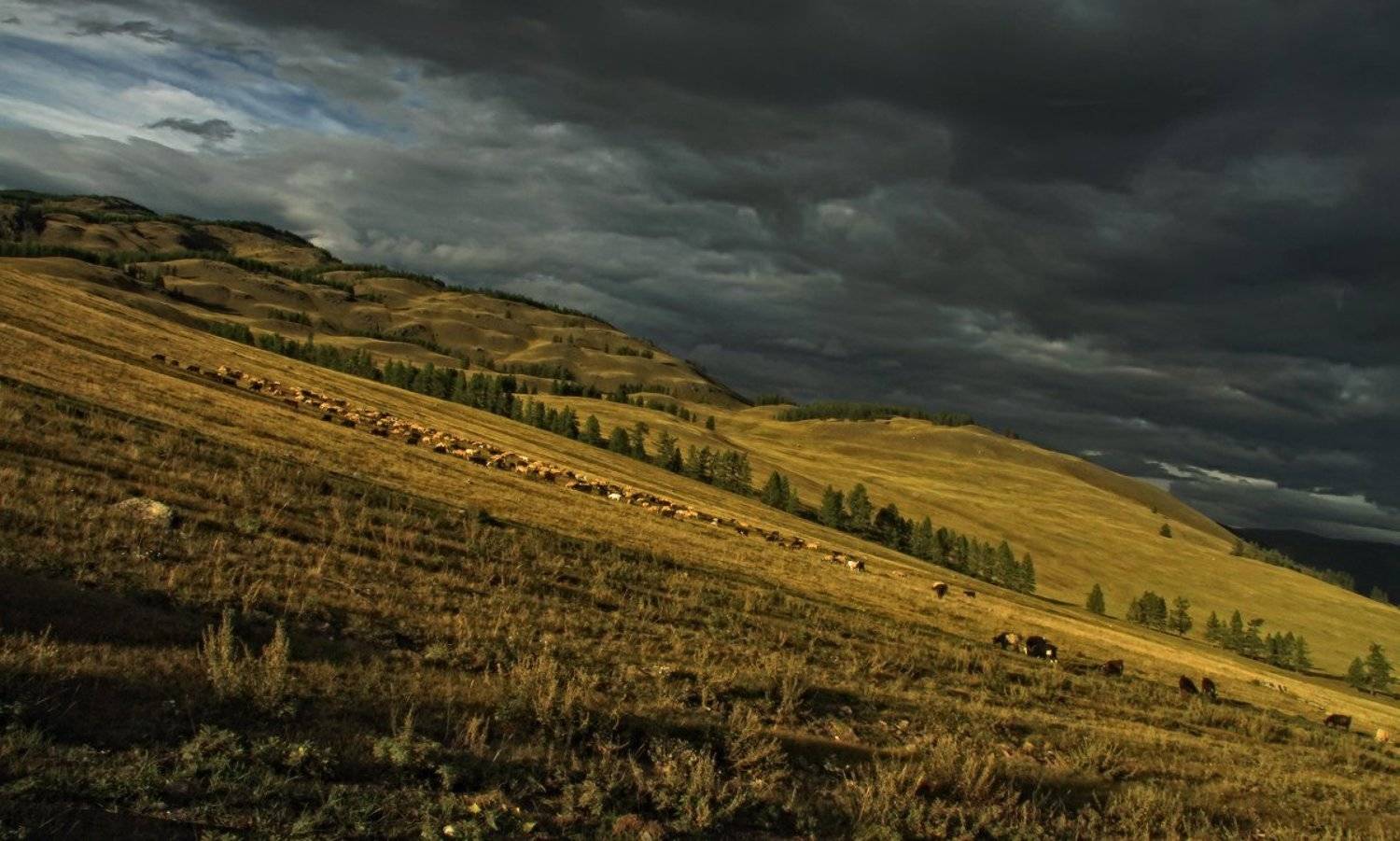 алтай, горный алтай, улаганское нагорье, Галина Хвостенко