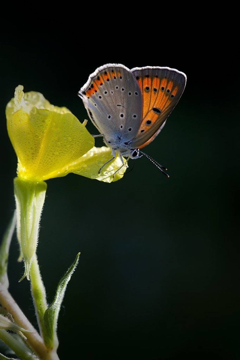 , Виктор Кулицкий