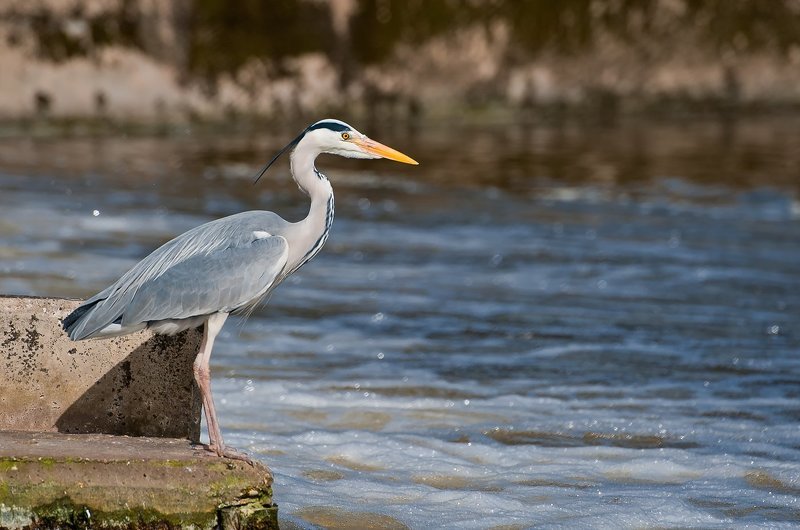 . фото превью