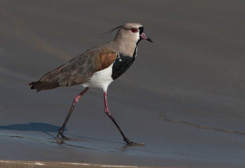 Кайенские пигалицы