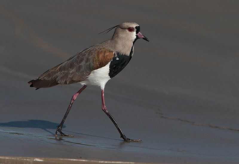 птицы, пернатые, бразилия, кайенские пигалицы, чибисы Кайенские пигалицы фото превью