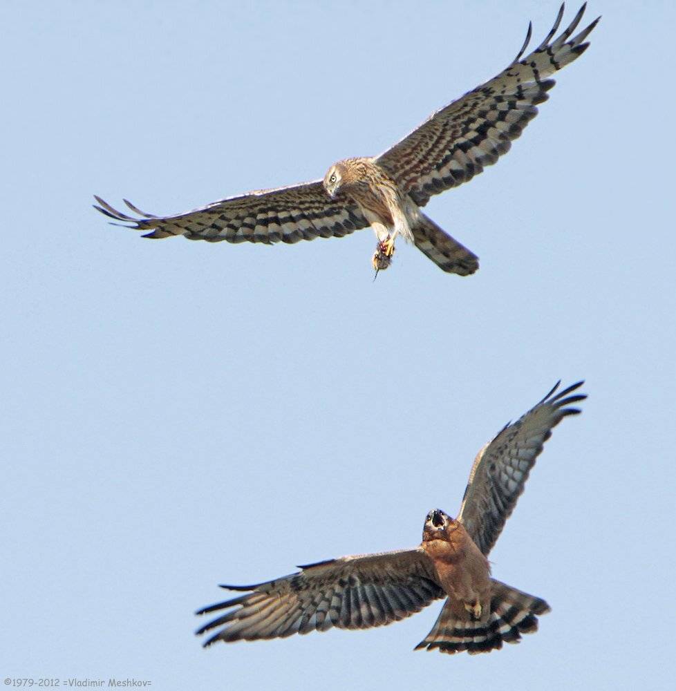 , &copy; =Vladimir Meshkov=