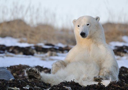 Про сонного мишку
