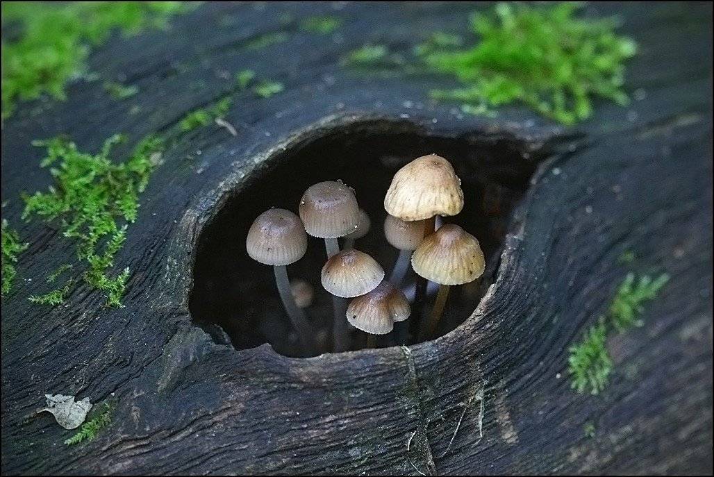 грибы, Андрей Корочкин