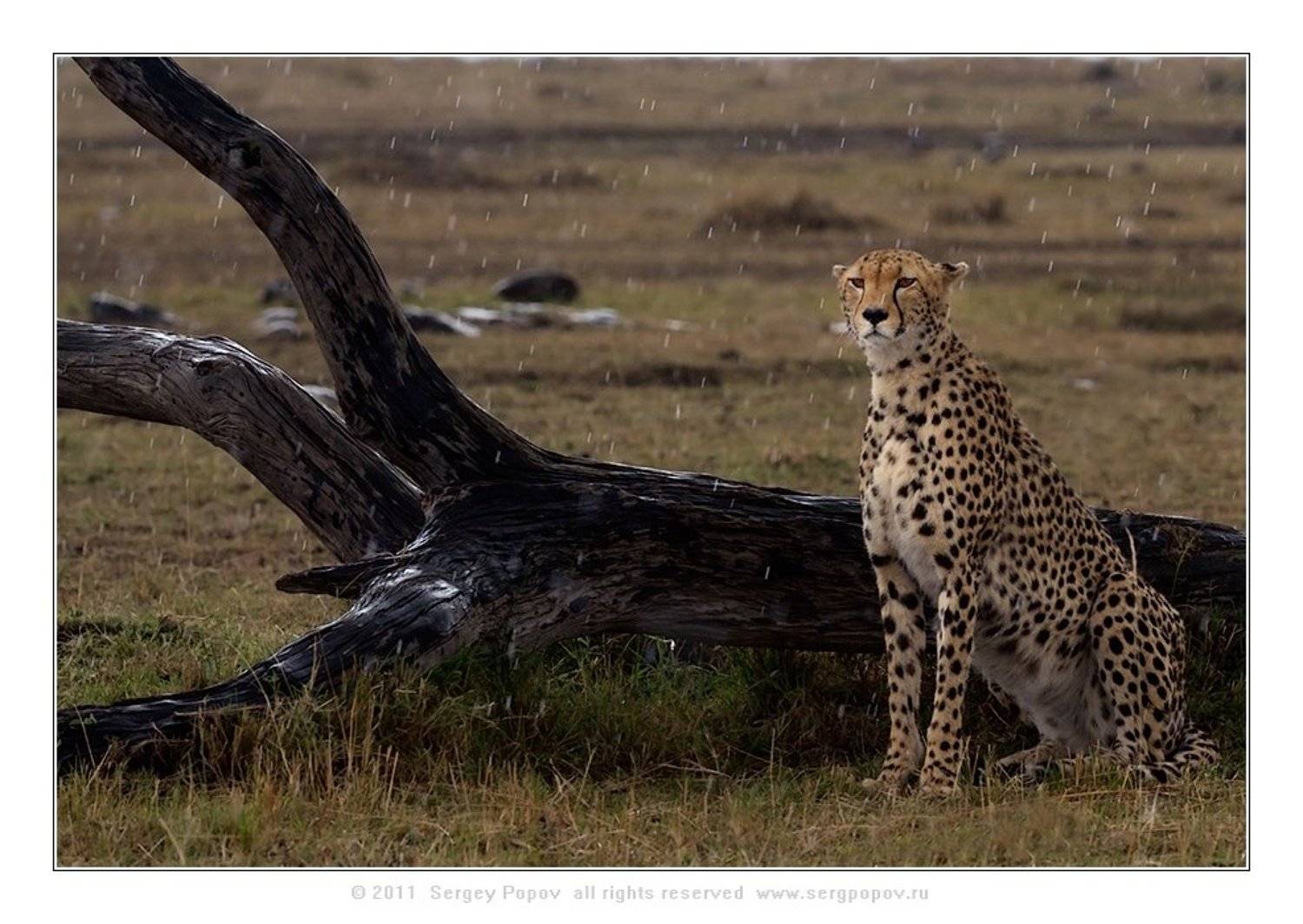 фотографии дикой природы, герпрд, масай мара, кения, Попов Сергей