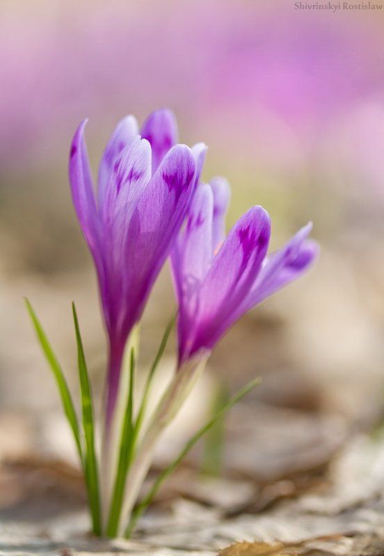 крокус, галантус, пчела, маргаритка, цветы, макро, ростислав, 100мм Первые цветы... фото превью