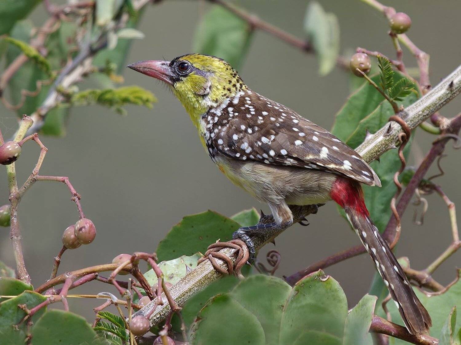 жемчужный трахифонус ,  trachyphonus margaritatus,   дятлообразные, Sergey Volkov