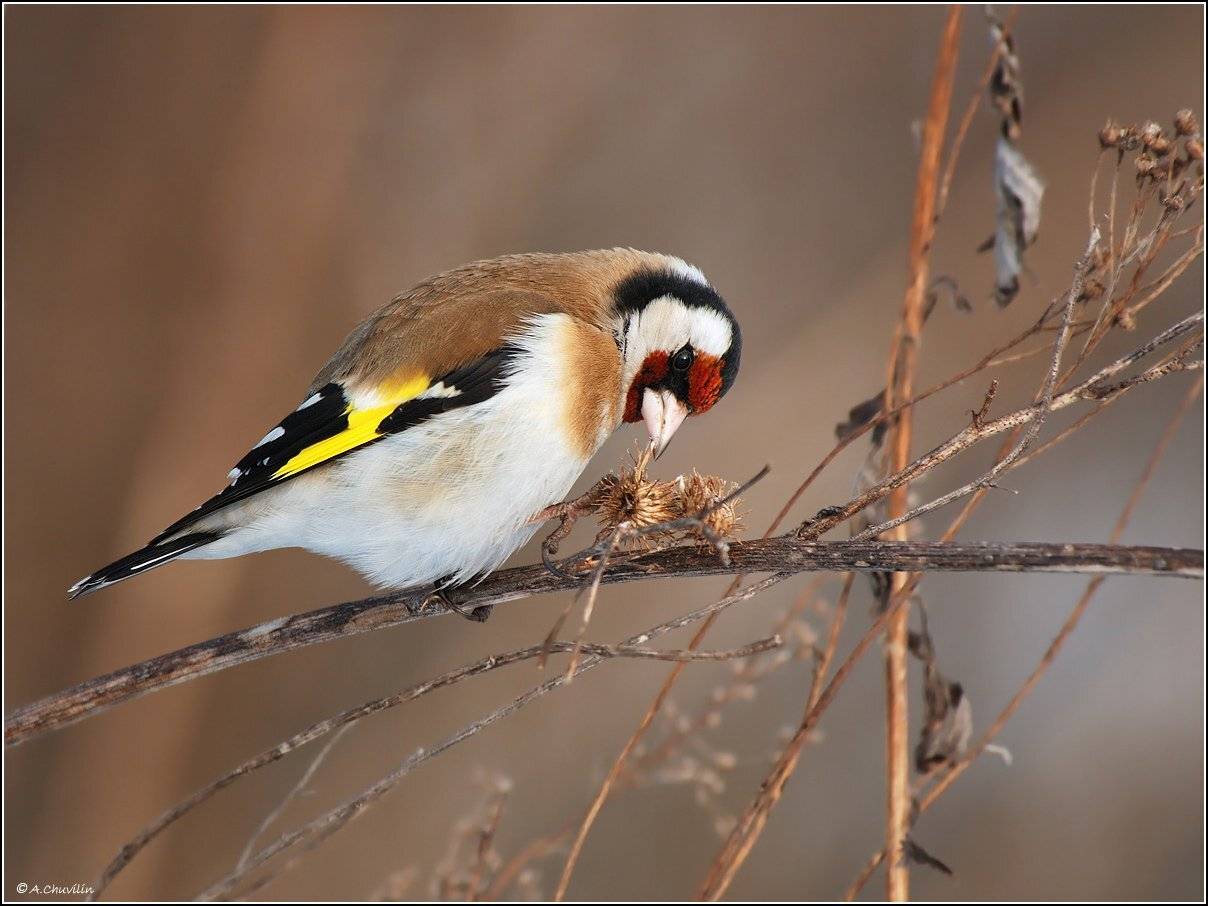 щегол,семена,репей,март, Александр Чувилин