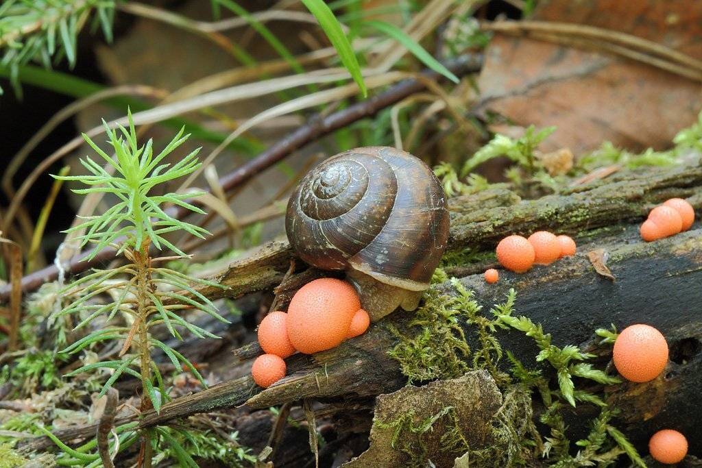 лес, макропейзаж, улитка, лигокала, Сергей Таланов