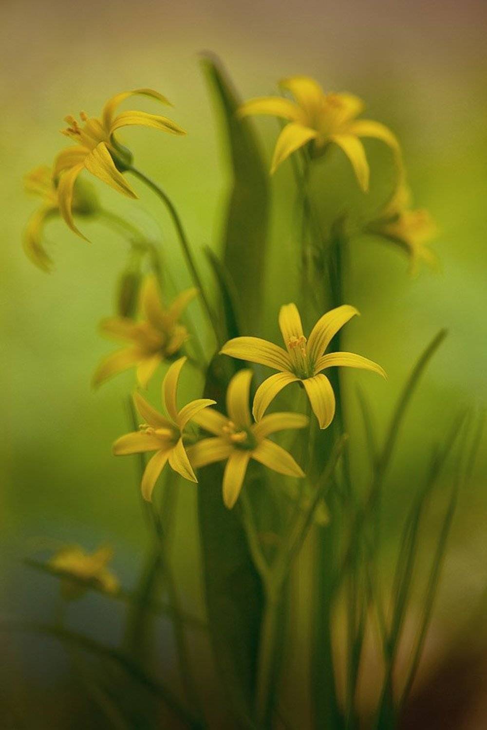 гусиный лук, цвет, Юлия