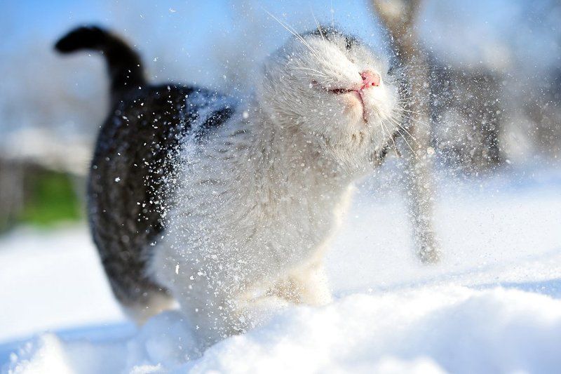 кот, барсик, снег, сугроб, кошки, животные, коты \
