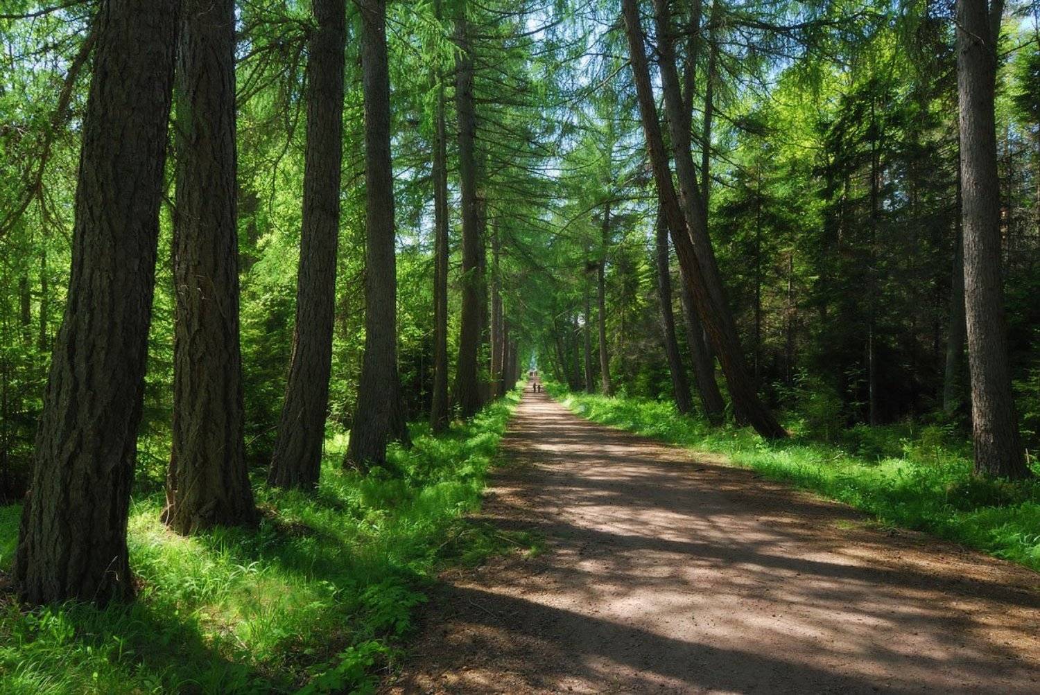 , Сергей Седов