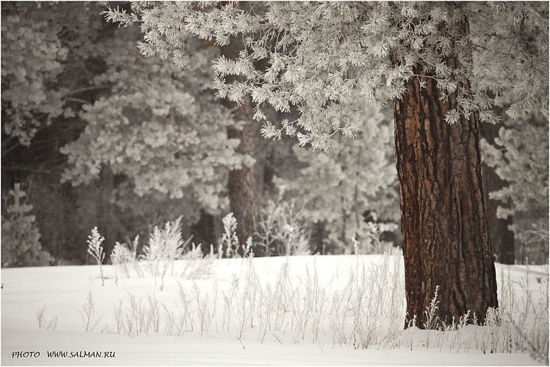 мальцево, зима, пейзаж, снег, снегопад, дерево, деревья, иней, сосны, мороз, winter, a landscape, snow, a snowfall, a tree, trees, hoarfrost, pines, a frost  фото превью