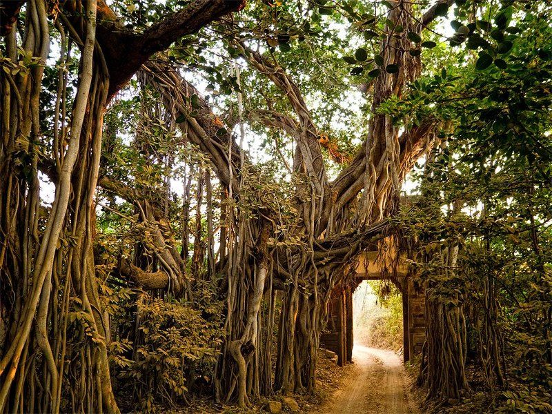 into the jungle фото превью