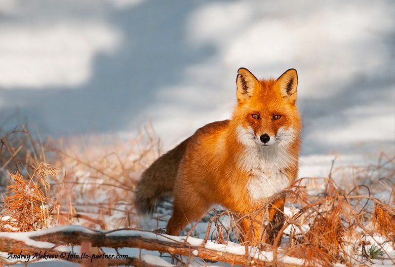 лес, снег, лиса, фотоохота Лис фото превью