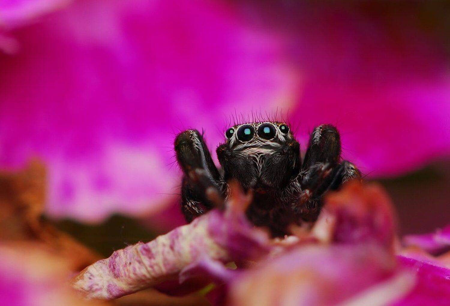 паук, скакун, Букало Роман