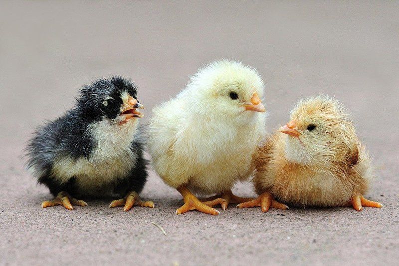 цыплята, животные, птицы Группа ВИА ГРА: Брюнетка, блондинка, рыжая :) фото превью