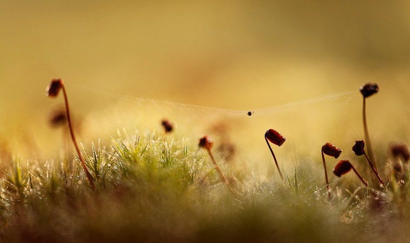 паутина, утро, роса утро маленькой жизни фото превью