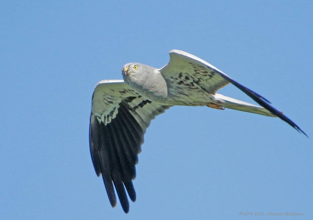 , &copy; =Vladimir Meshkov=