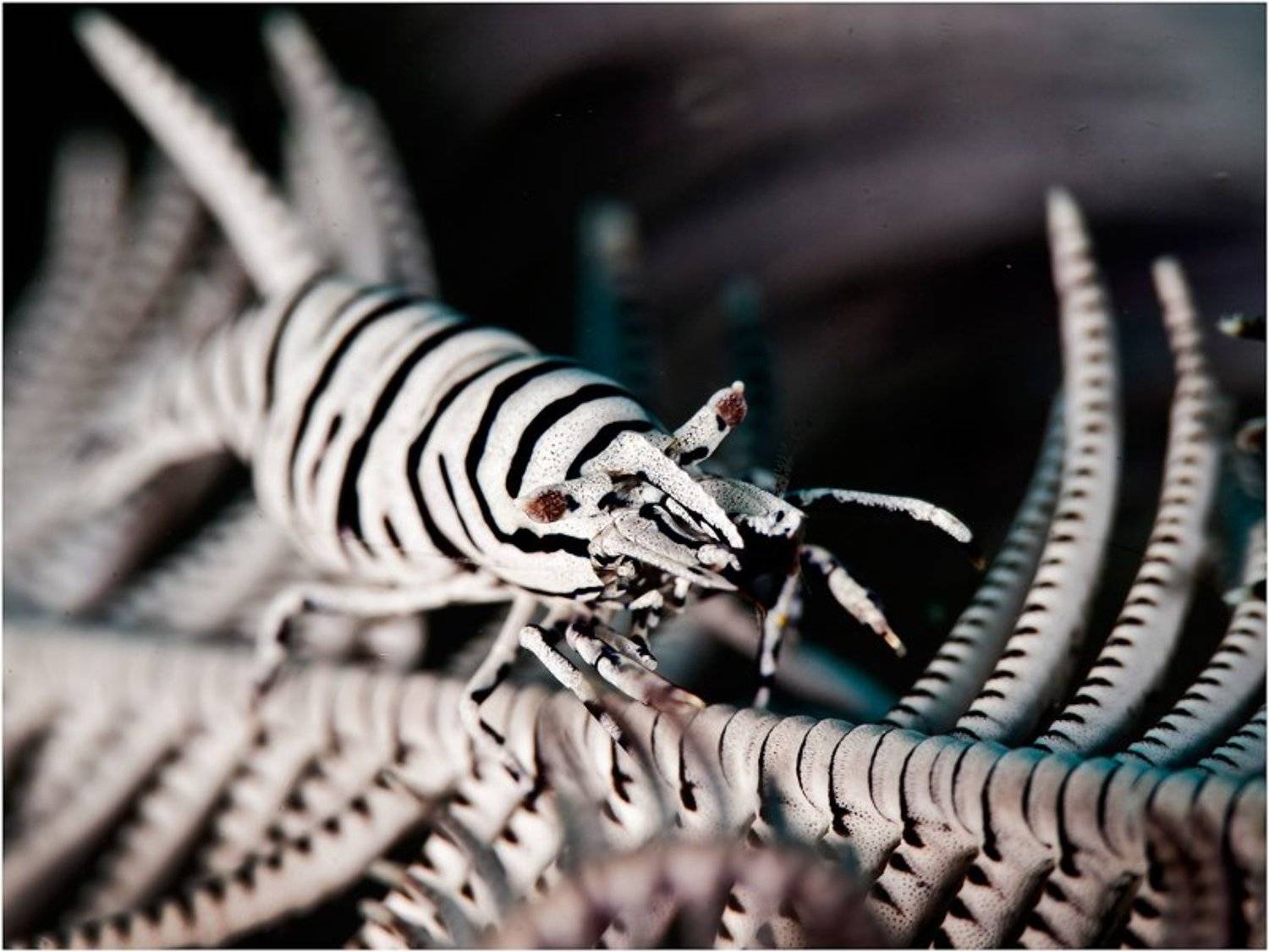 рогатая креветка, crinoid shrimp, креветка-комменсал, филиппины, Олег Федин