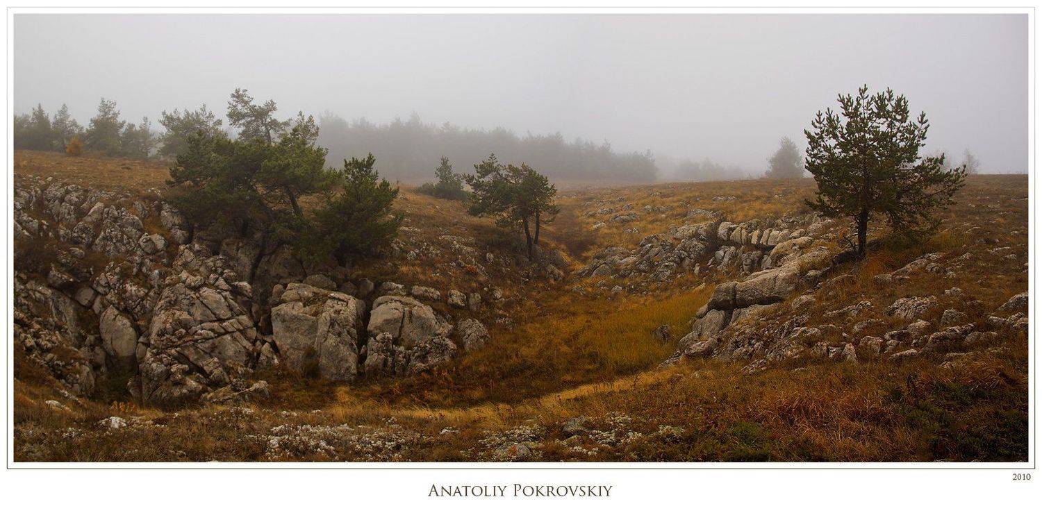 крым, горы, демерджи, туман, осень, сосна, анатолий покровский, Анатолий Покровский