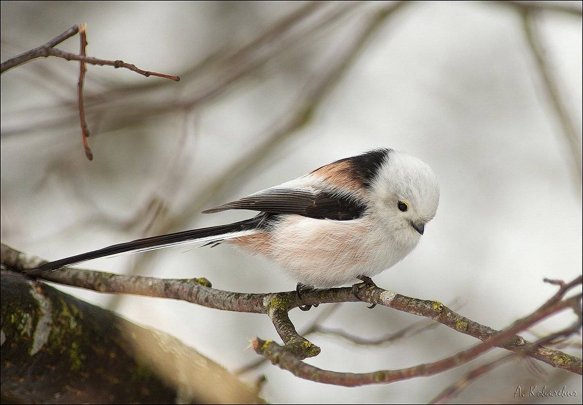 , Ковалевич А.