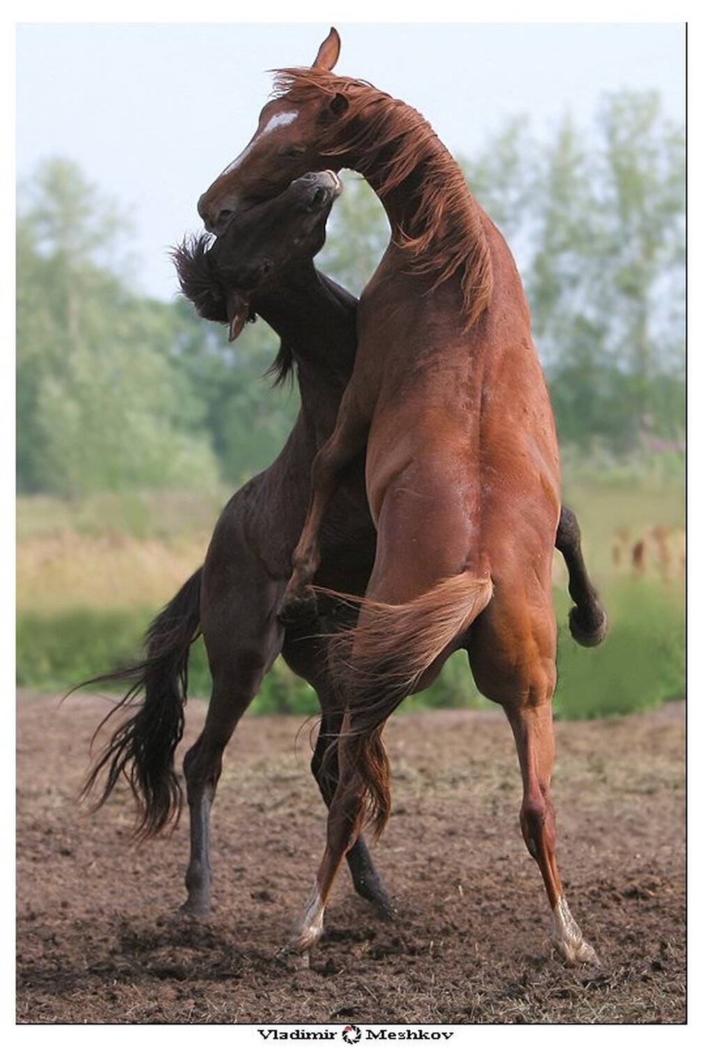 color, ver., &copy; =Vladimir Meshkov=