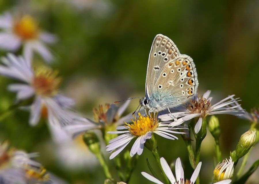 голубянка, Cheplenko Aleksey
