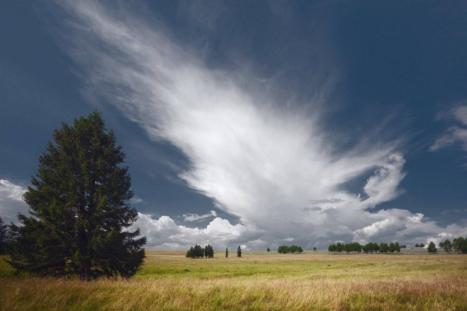 поле, трава, елка, облако, лето, Георгий Машковцев