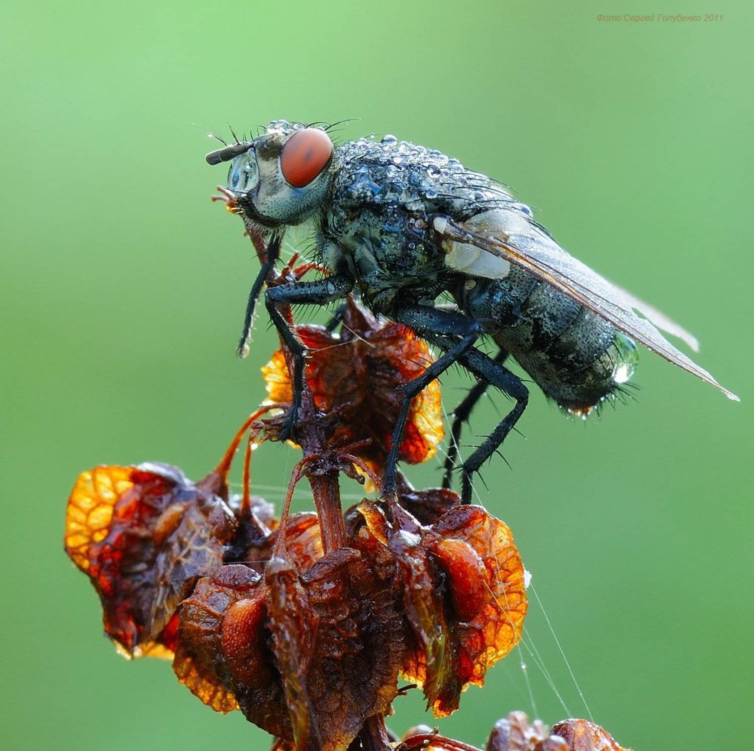 , Сергей Голубенко