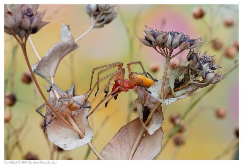 сумочный паук, макро, canon, monastyrskiy.ru Паучьи нежности фото превью