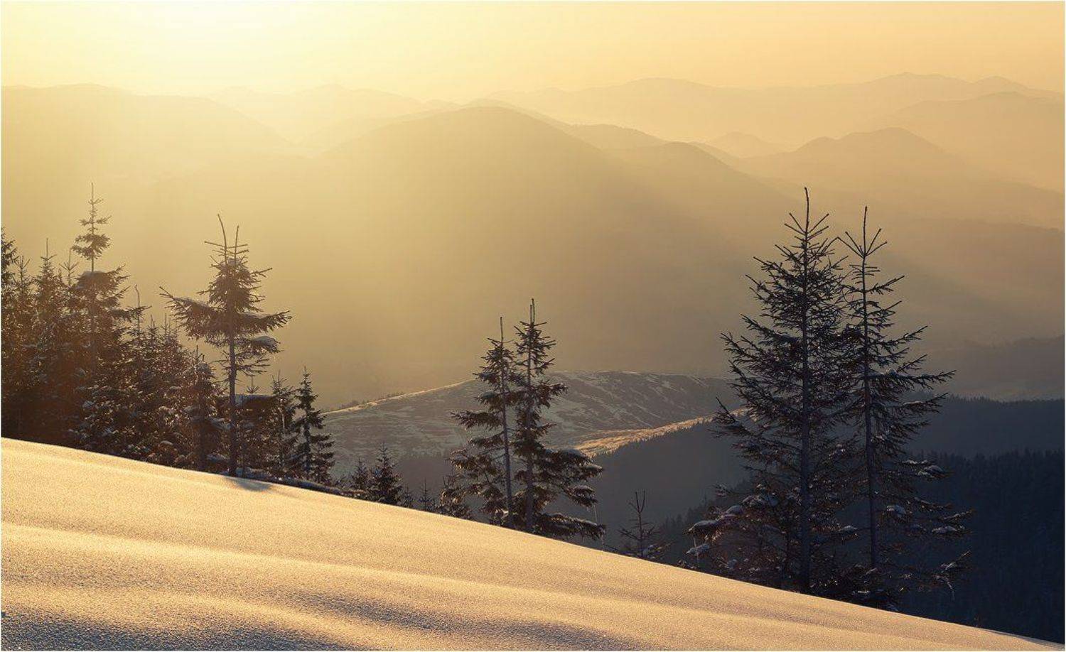 , Денис Кривой