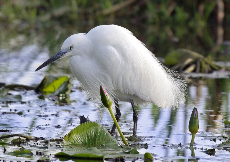 Пружина фото превью