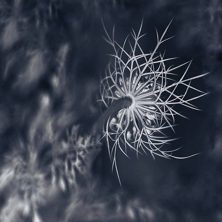 *, Marzena Wieczorek