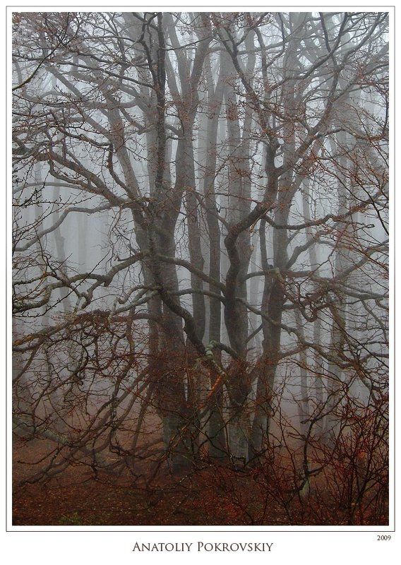 крым, горы, демерджи, туман, весна, бук, анатолий покровский Сплетение голых ветвей: осень или весна? Глубина лесной тайны. фото превью