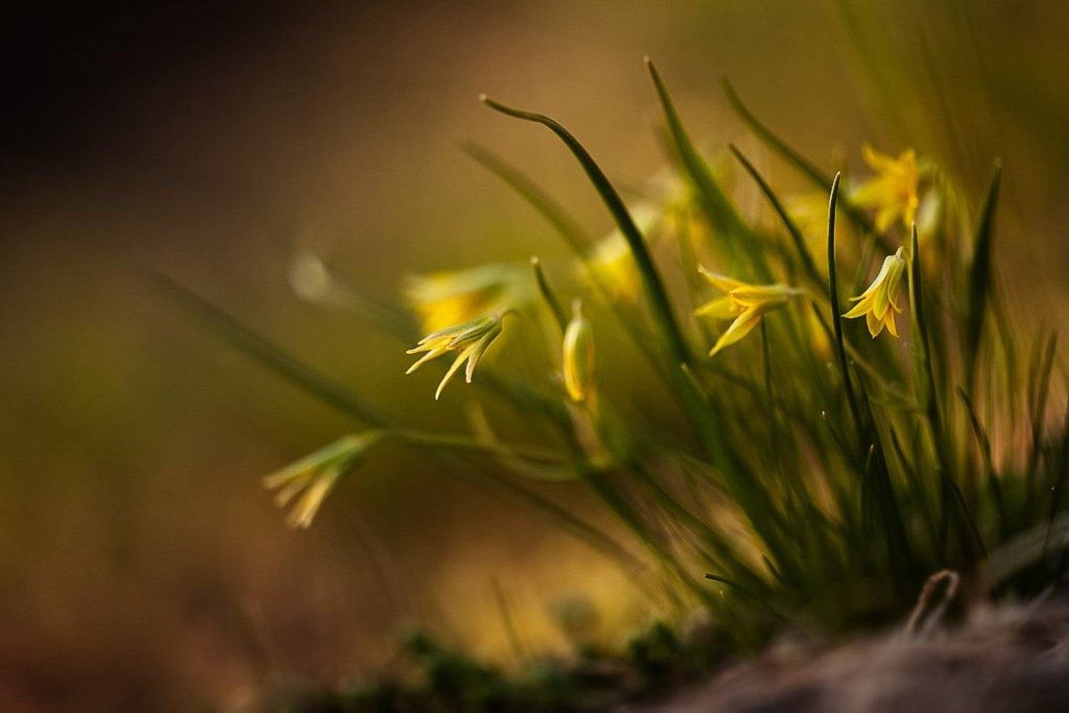 гусиный лук, цвет, Юлия