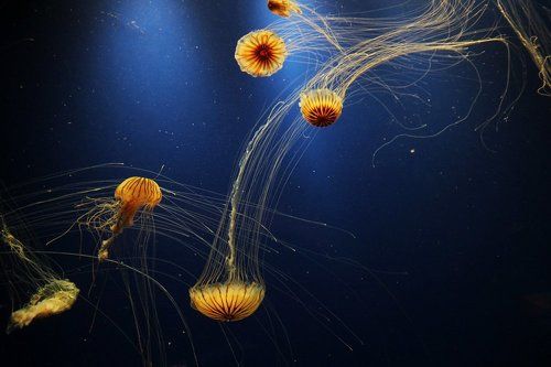 jellyfish