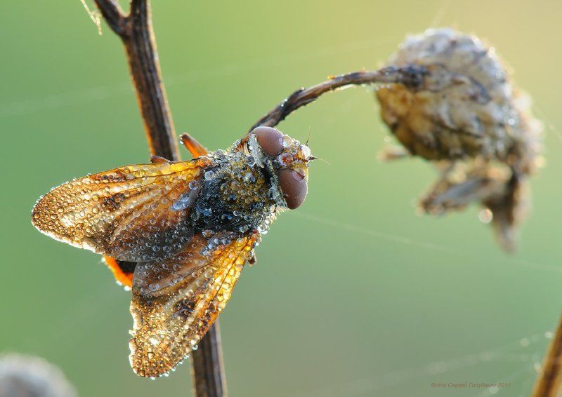 *** фото превью