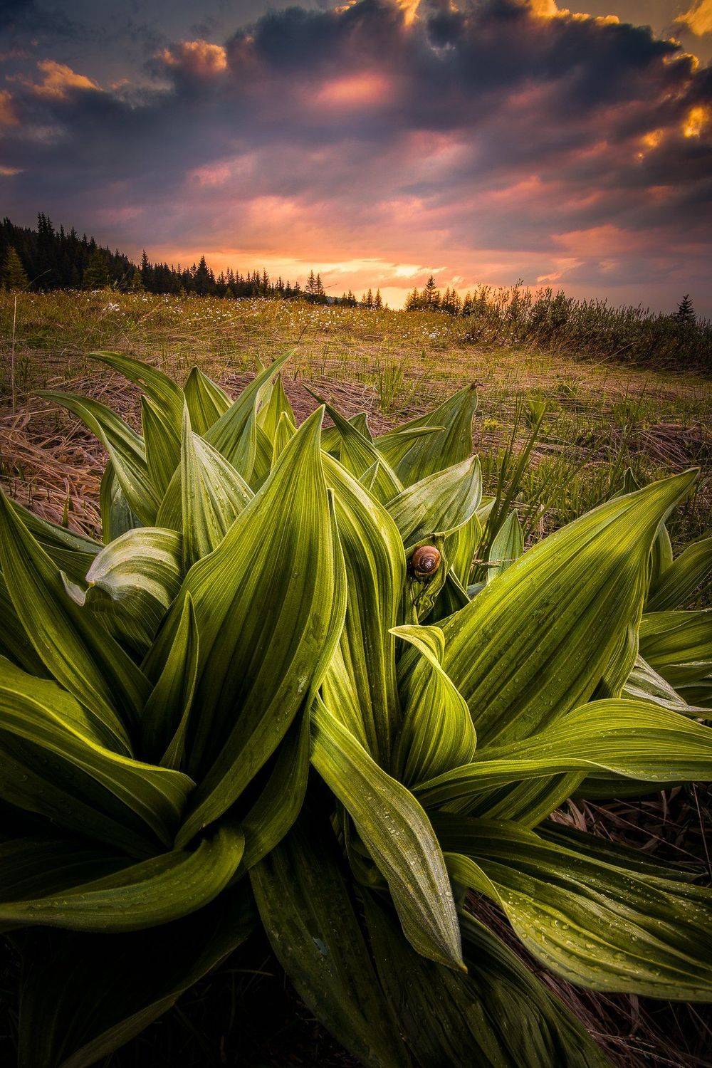 bulgaria, Mая Врънгова