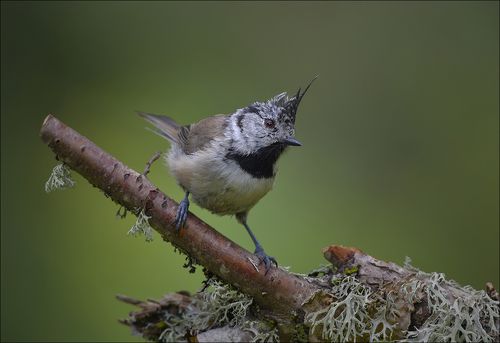 Гренадёрка