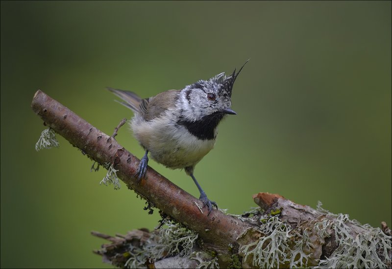 синица, гренадёрка Гренадёрка фото превью