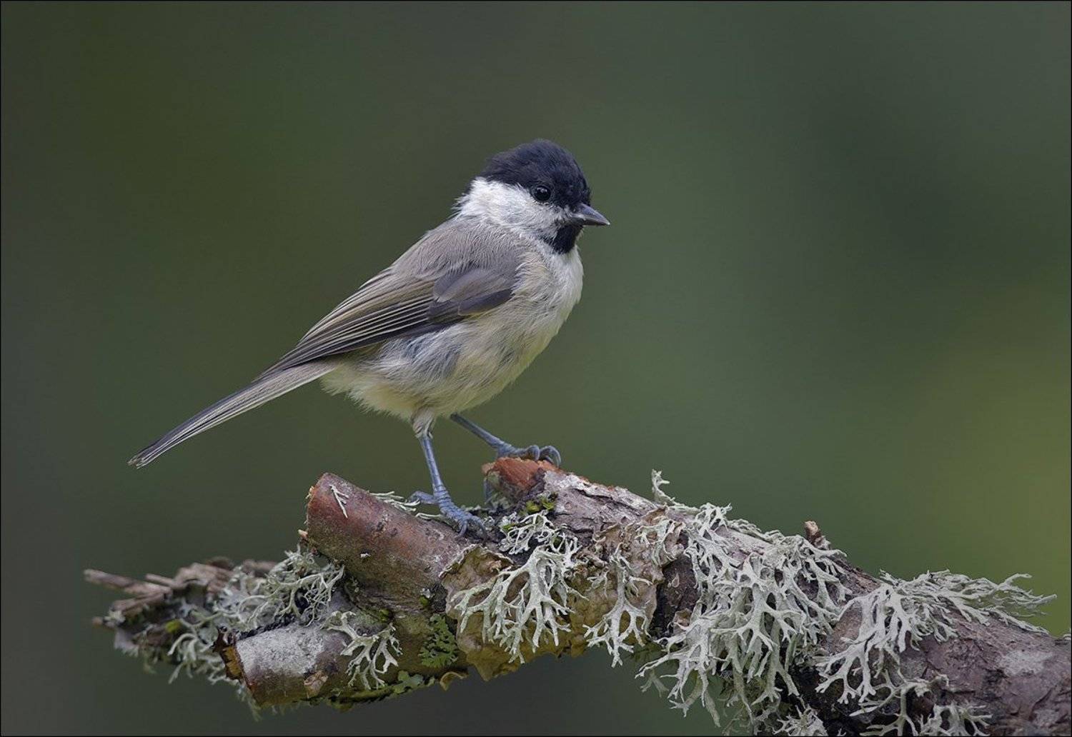 синица, гаичка, Андрей Медведев
