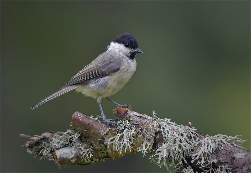 синица, гаичка Гаичка фото превью
