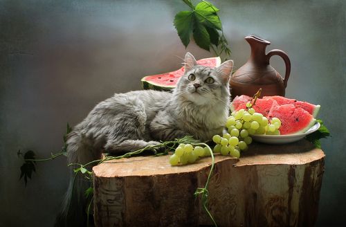 Кот - лучшее украшение любого стола!