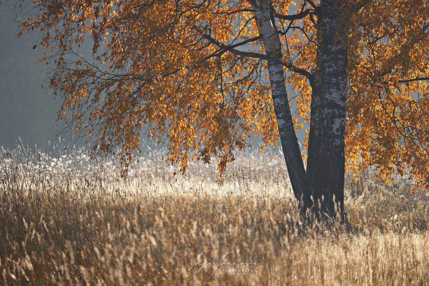 , Инга Иванова