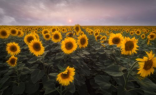 В подсолнуховом поле