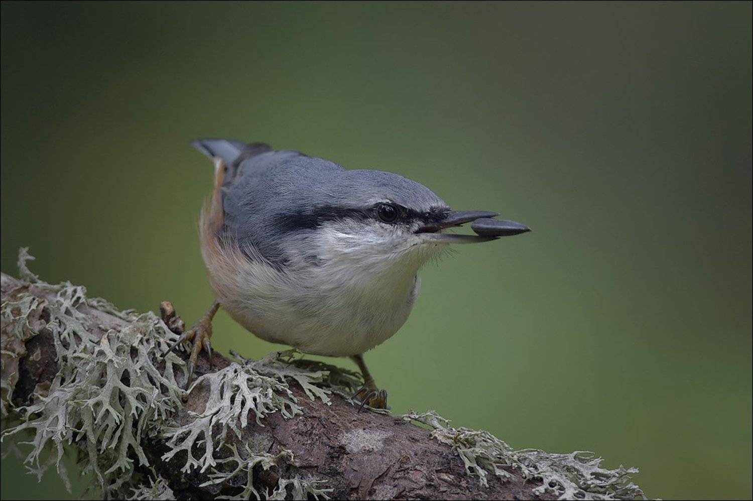 поползень, Андрей Медведев