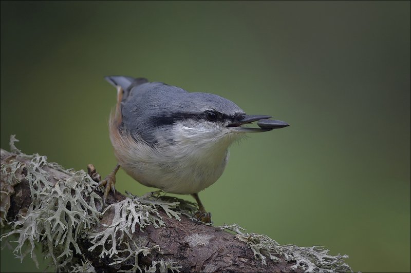 поползень *** фото превью